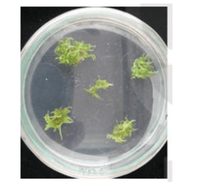 Những cây con nhỏ xíu trong đĩa Petri ở hình bên được tái sinh